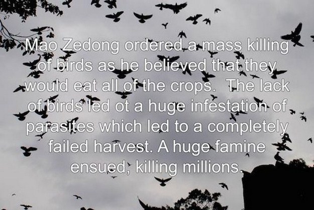 Street - Mao Zedong ordered a mass killing Of birds as he believed that they xwould eat all of the crops. The lack of birds led ot a huge infestation of parasites which led to a completely y failed harvest. A huge famine ensued, killing millions