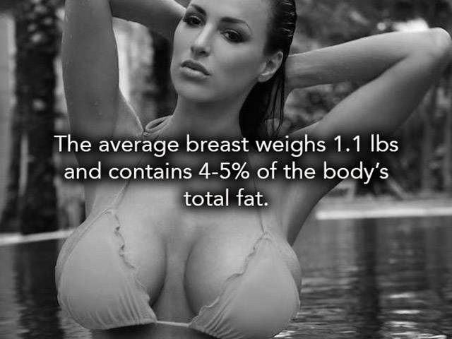 Breast - The average breast weighs 1.1 lbs and contains 45% of the body's total fat.