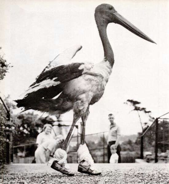 Epic Vintage Animal Pictures