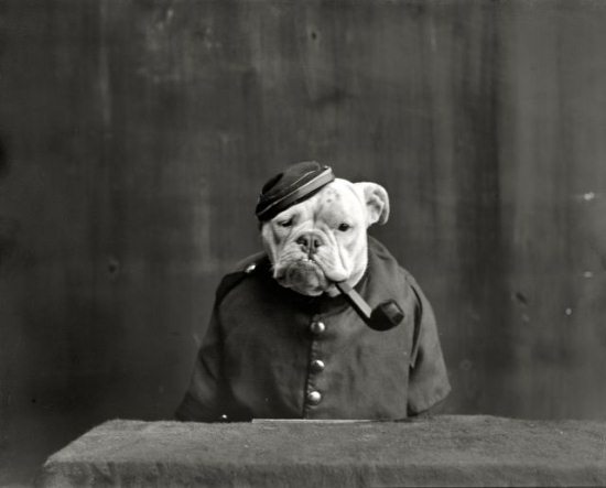 Epic Vintage Animal Pictures