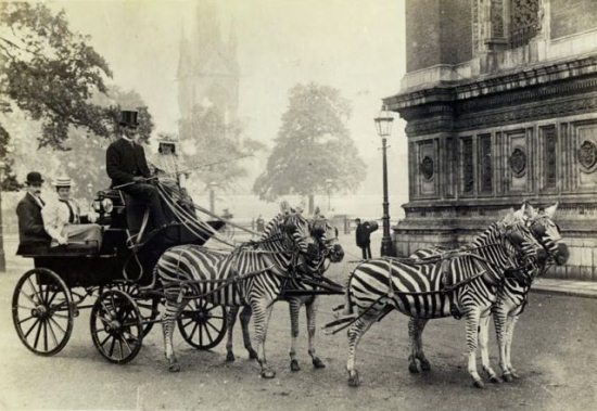 Epic Vintage Animal Pictures