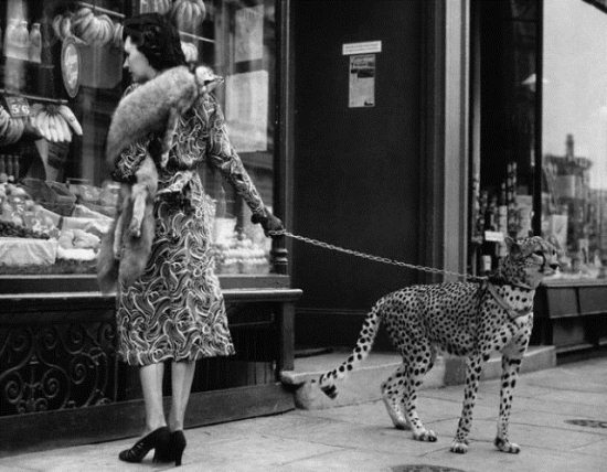 Epic Vintage Animal Pictures