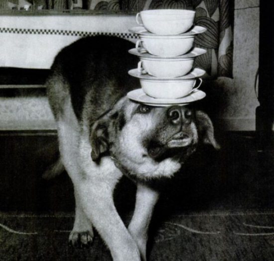 Epic Vintage Animal Pictures