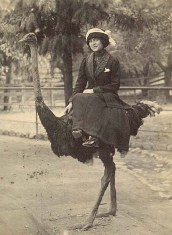 Epic Vintage Animal Pictures