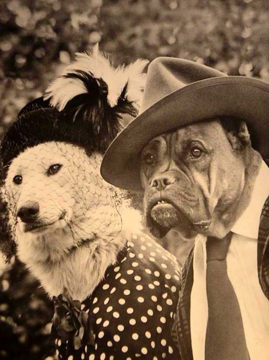 Epic Vintage Animal Pictures