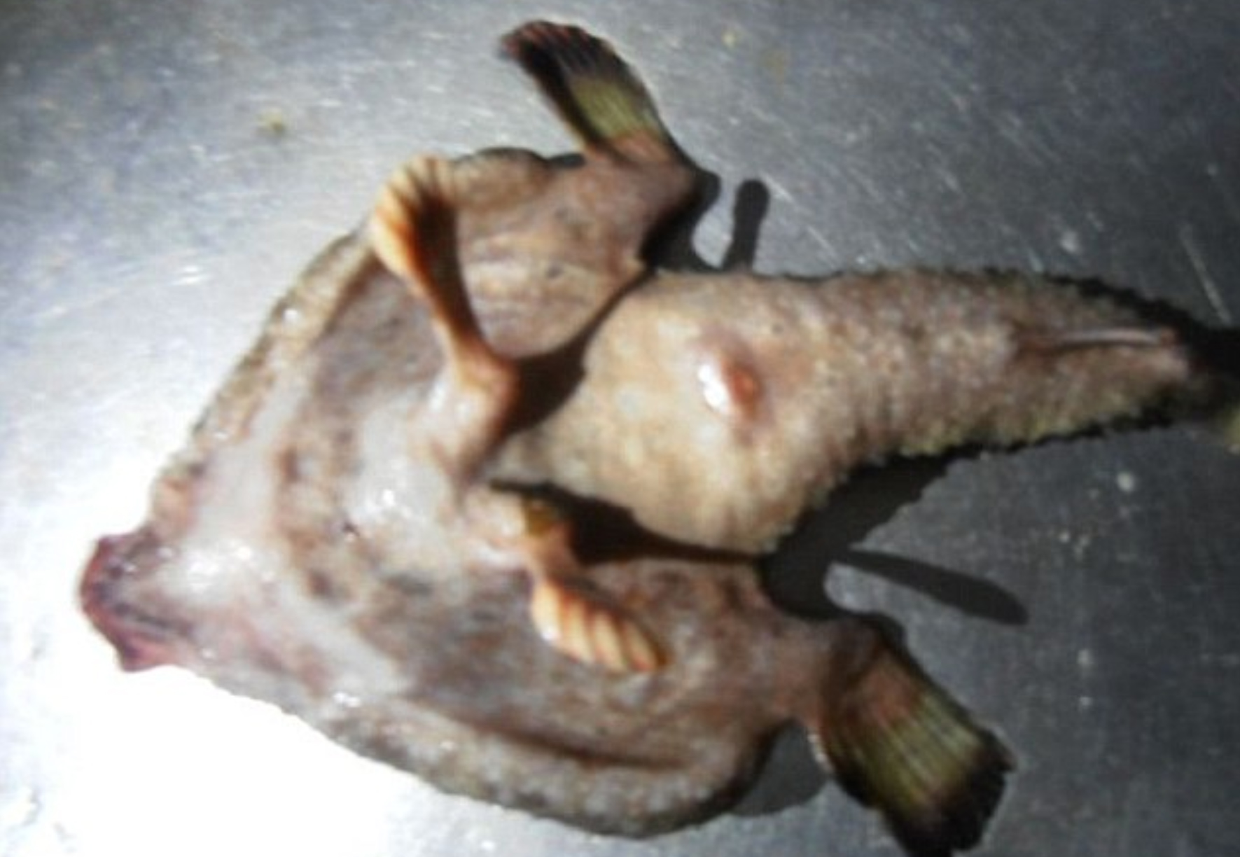 In February 2016 fishermen in the Caribbean Sea were stunned when they dredged up an alien-like fish with humanoid features, including a nose, feet and webbed toes. But though the fish is weird, it is not otherworldly; it’s a shortnose batfish, which uses its fins to scuttle across the seabed.