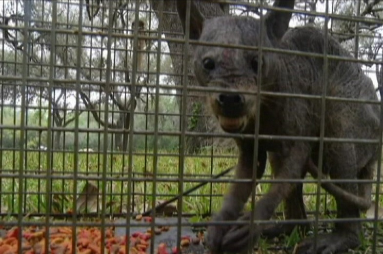 In 2014 ABC News picked up a story of a Texan family who supposedly caught the legendary vampiric chupacabra and nicknamed the animal “Chupie.” Canid in appearance, but with versatile front paws, Chupie eventually had to be euthanized after experts identified it as a poor raccoon suffering from mange. Still, no DNA tests were ever performed…