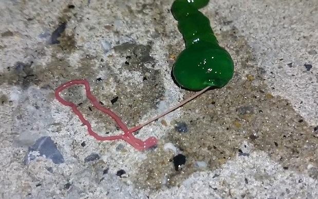 While fishing in Penghu, Wei Cheng Jian made a strange discovery: a huge, gruesome green worm with a shuddersome pink tongue. Even after its mysterious identity was revealed (it was a sea-dwelling ribbon worm), its size makes it fascinating. Indeed, one is alleged to have reached 177 feet in length, even though normally they only grow to less than a foot long.