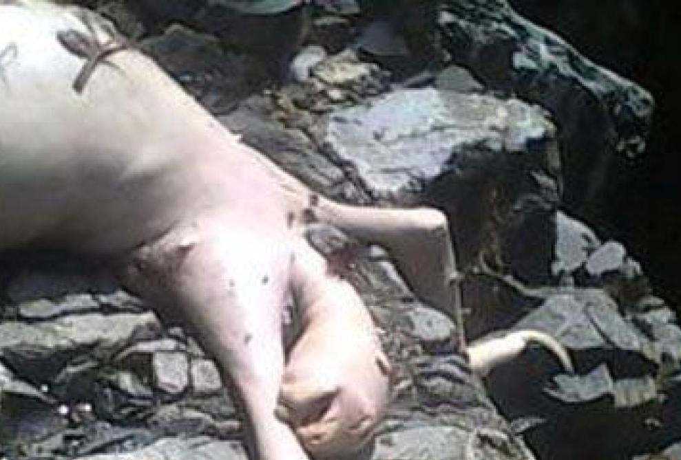 In Panama in 2009 frightened teenagers claimed an alien-looking pink creature approached them. They then obviously killed it, photographed the body, and circulated the pictures online. The internet buzzed with rumors for days, but a biopsy confirmed it to be nothing more than the corpse of a hairless sloth, bald from decomposition.