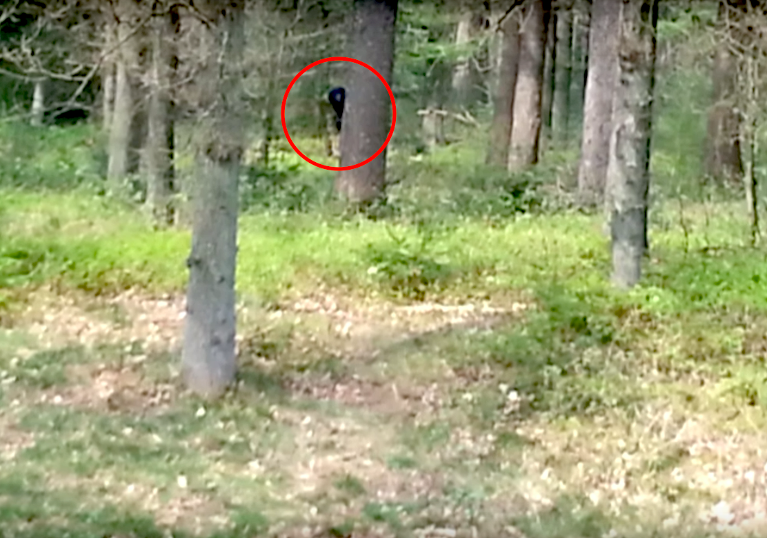 A video broadcast on Fox News in 2015 shows a creature allegedly surprising a few tourists when they visited the oldest park in the Netherlands. Loud banging also accompanies what looks like a dark hairy figure peering out from behind a tree. Some claim that the clip is a hoax, but there has been no professional evidence to prove its validity either way.