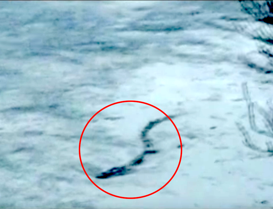 A legend since 1345, the Icelandic Lagarfljót worm, a cryptid said to live in Lake Lagarfljót, gained recent acclaim when a farmer in 2012 supposedly recorded the worm swimming in the icy lake. Although there’s no explanation as to what was filmed, a panel of experts deemed it “authentic,” and it has yet to be identified.