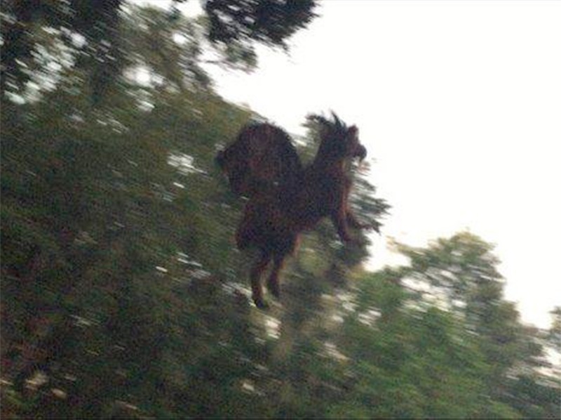 Is this a photo of Donald Trump’s hair finally finding freedom, or the most recent sighting of the Jersey Devil? Eyewitness Dave Black shot this from his smartphone on his way home from work in Atlantic City. Regardless of the photo’s authenticity, though, the infamous devilish cryptid has had sightings dating back to 1909…