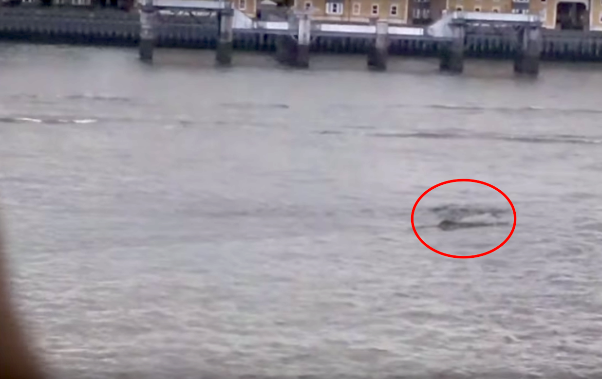 In 2016 a large shape was filmed swimming in the Thames of London on April 1, leading some to brand it an April fool’s joke. But despite whales, dolphins and even eels being known to enter the river, there has been no definitive identity for this large creature.