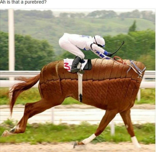 pure bread horse - Ah is that a purebred?