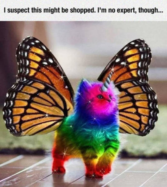 rainbow unicorn butterfly kitty - I suspect this might be shopped. I'm no expert, though...