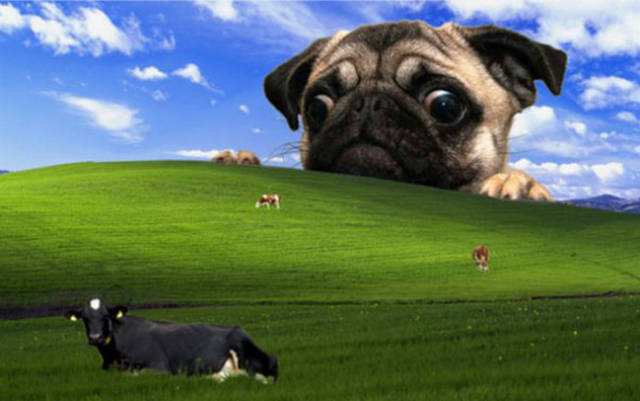 funny pug backgrounds