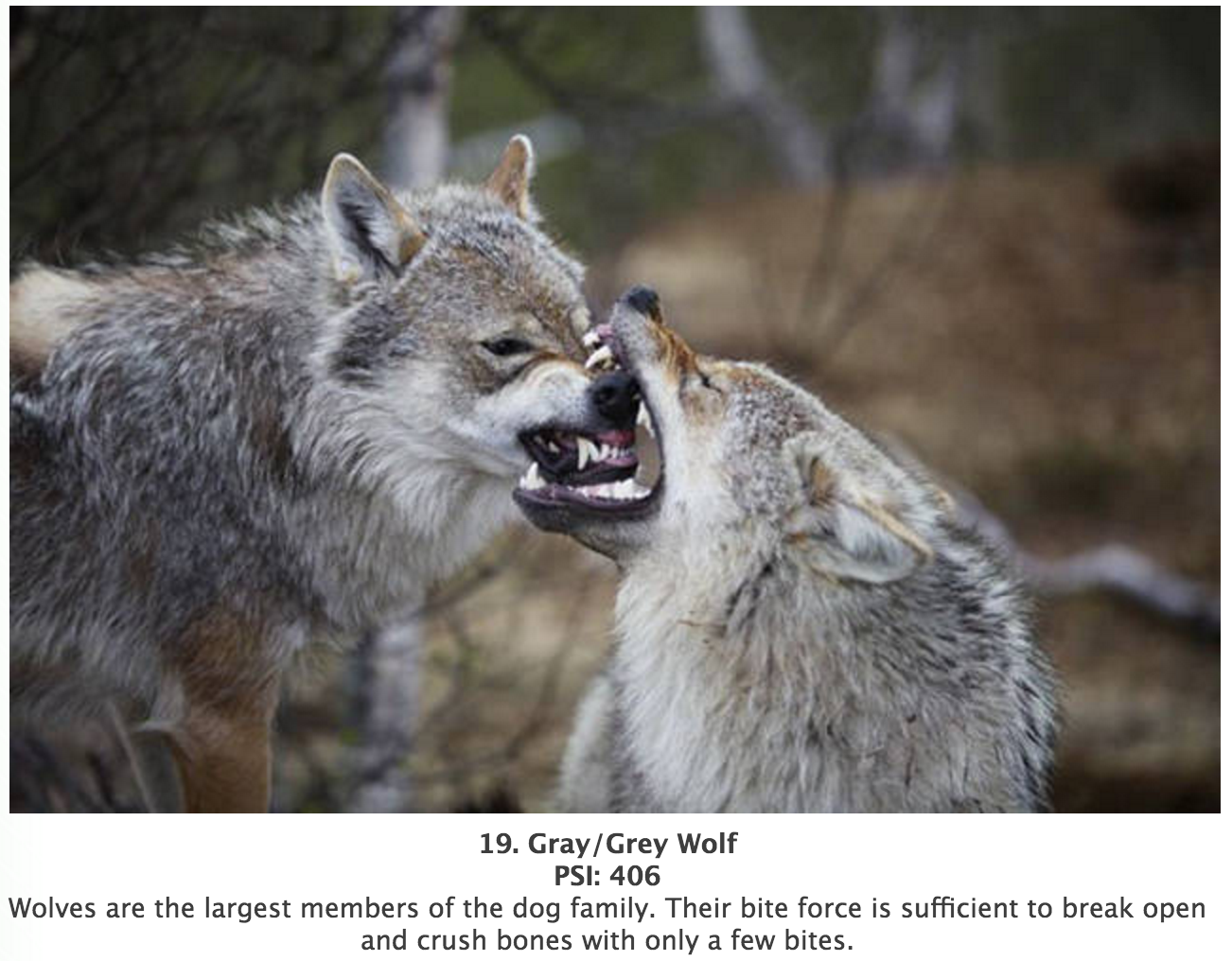 Animals With The Most Powerful Bites