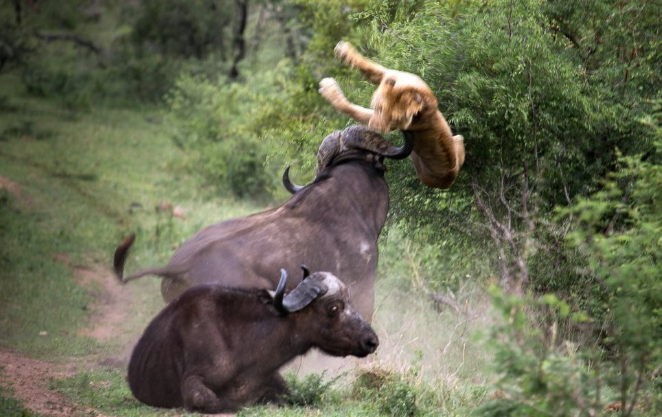 Perfectly Timed Photos Of Animals Going In For The Kill