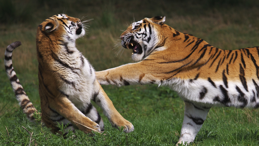 Perfectly Timed Photos Of Animals Going In For The Kill