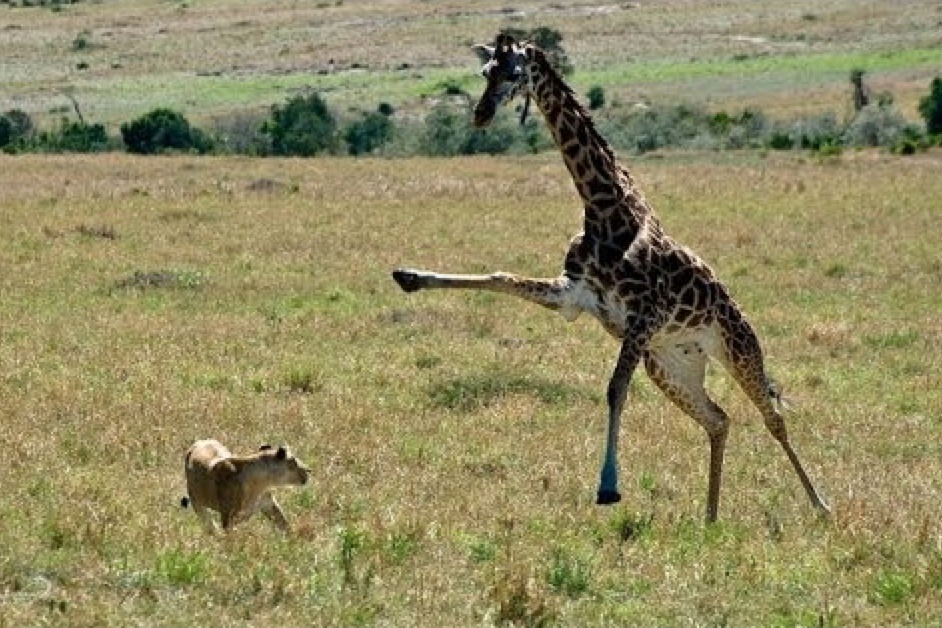 Perfectly Timed Photos Of Animals Going In For The Kill