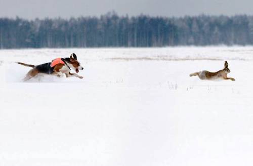 Perfectly Timed Photos Of Animals Going In For The Kill