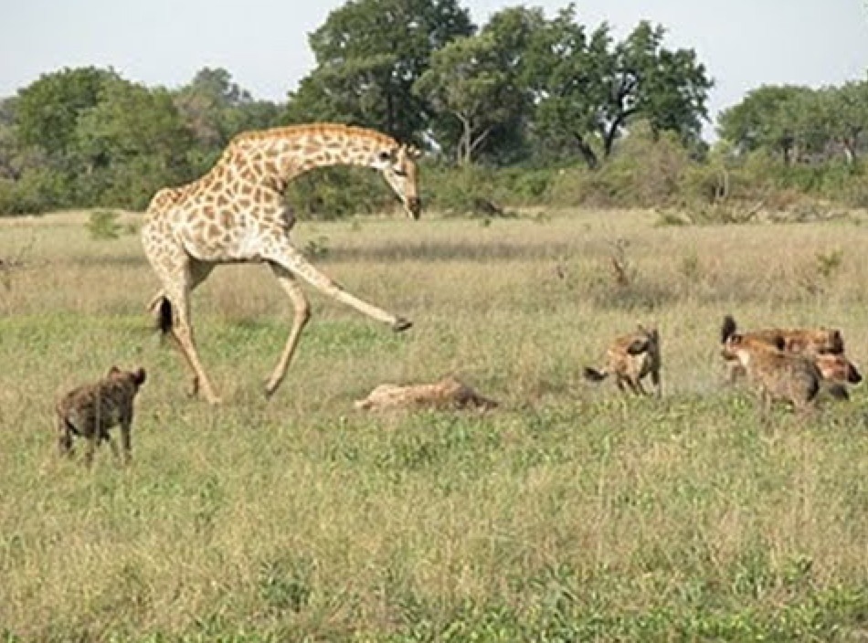 Perfectly Timed Photos Of Animals Going In For The Kill