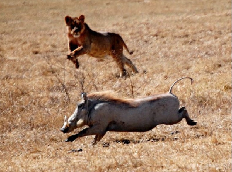 Perfectly Timed Photos Of Animals Going In For The Kill