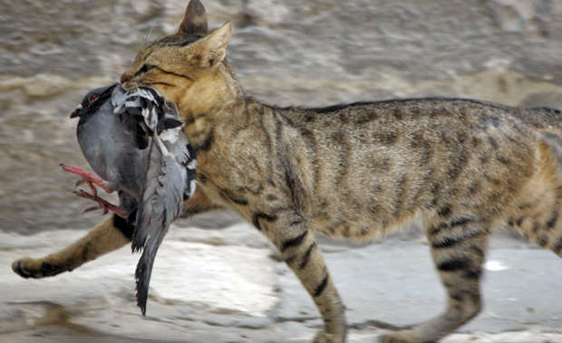 Perfectly Timed Photos Of Animals Going In For The Kill