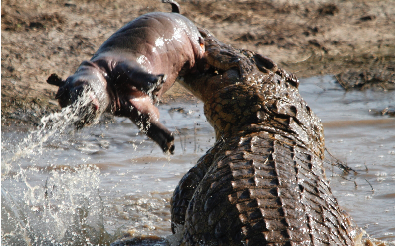 Perfectly Timed Photos Of Animals Going In For The Kill