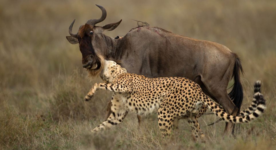 Perfectly Timed Photos Of Animals Going In For The Kill