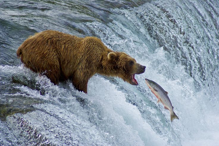 Perfectly Timed Photos Of Animals Going In For The Kill