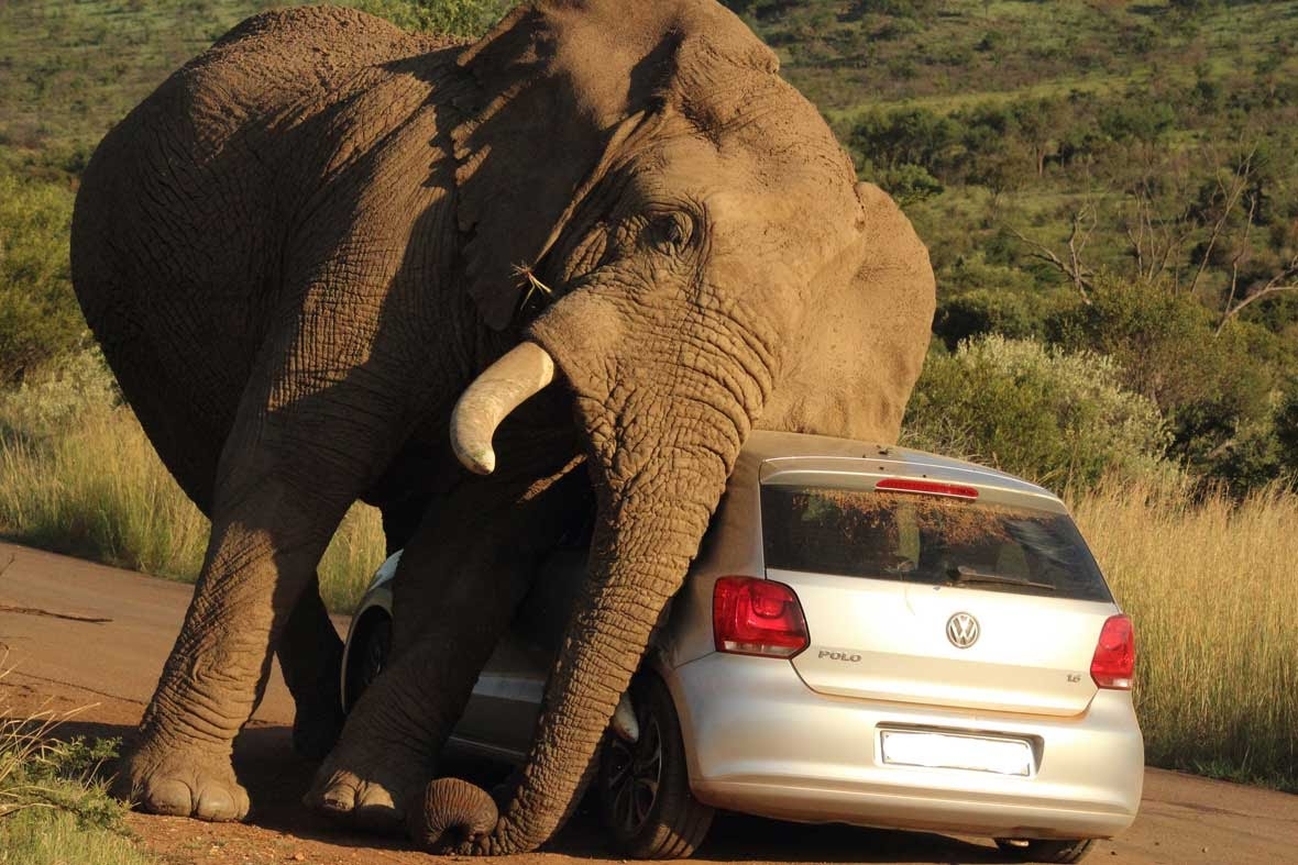 Perfectly Timed Photos Of Animals Going In For The Kill