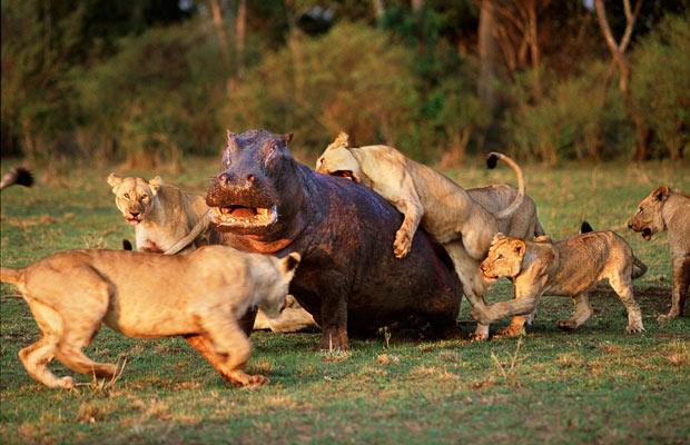 Perfectly Timed Photos Of Animals Going In For The Kill