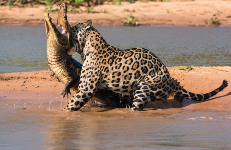 Perfectly Timed Photos Of Animals Going In For The Kill