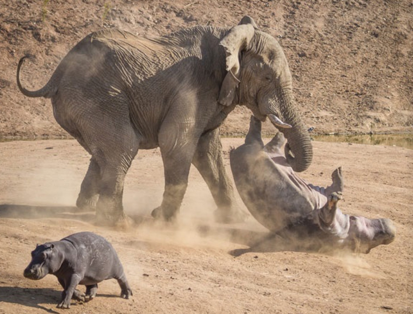 Perfectly Timed Photos Of Animals Going In For The Kill