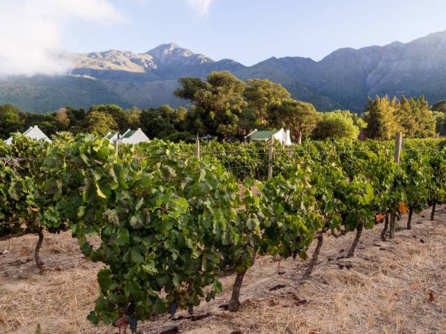Take a tasting tour through Franschhoek, one of South Africa's best-known wine making regions.