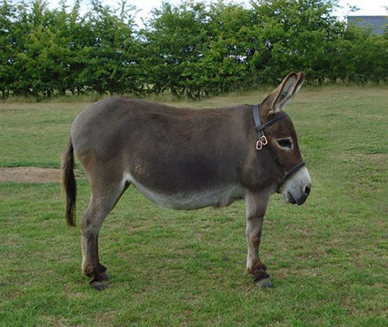 donkey with no neck