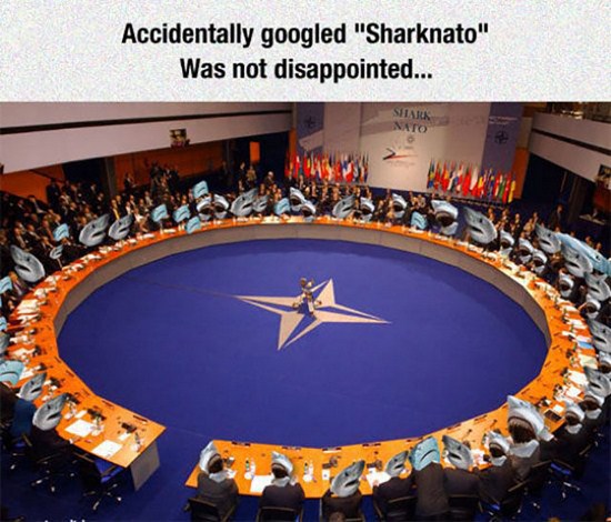 hard to tell its photoshopped - Accidentally googled "Sharknato" Was not disappointed... Silara