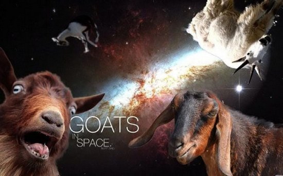 goats in space - Goats Space