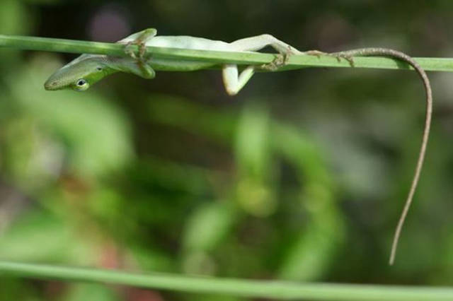 Gecko feet allow them to climb and hang so well because of the millions of tiny hairs that stick to surfaces with a special chemical bond.