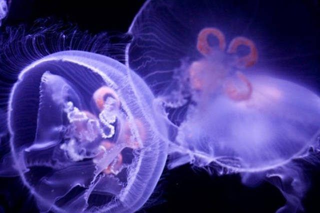 Jellyfish, are actually not fish at all. They have no brain, no heart, and no bones. Jellyfish are related to corals and anemones and they belong to the phylum Cnidaria family. Not fish.