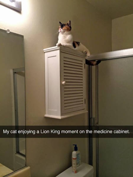 cat on top of a cabinet - My cat enjoying a Lion King moment on the medicine cabinet,