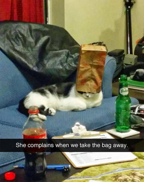 funny cat snapchat - She complains when we take the bag away.