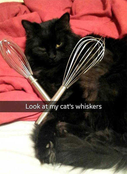 cat snapchat - Look at my cat's whiskers