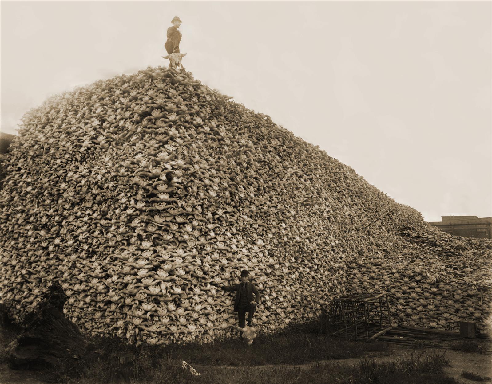 This is a picture from the 1870s showing a man standing in front of a bison skull pile; apparently the government endorsed the slaughter to starve the Native American tribes who depended on the for food