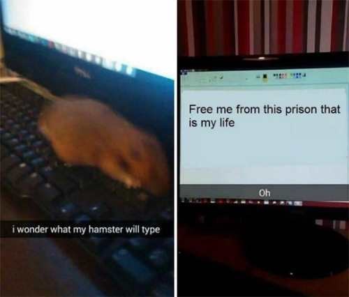 wonder what my hamster will type - Free me from this prison that is my life Oh i wonder what my hamster will type