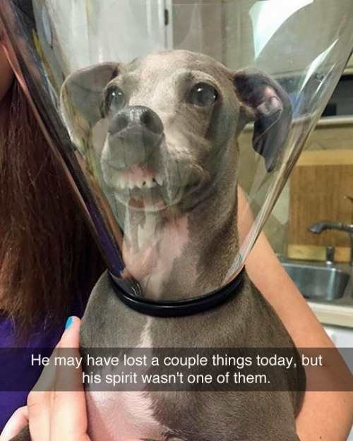 dog snapchats - He may have lost a couple things today, but his spirit wasn't one of them.