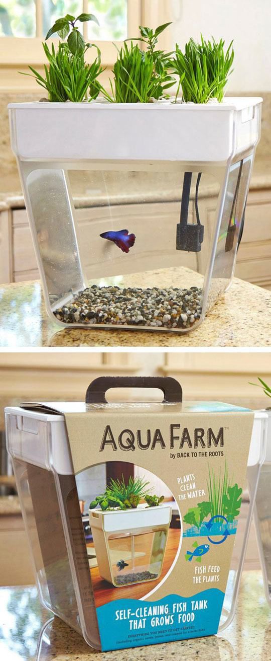 wtf aqua farm fish tank - Aqua Farm by Back To The Roots Plants Clean The Water Fish Feed The Plants SelfCleaning Fish Tank That Grows Food To Everything You Need To Get