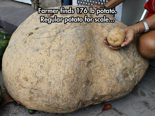 wtf potato farmer funny - Farmer finds 176 lb potato. Regular potato for scale...