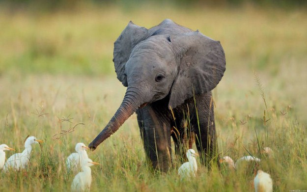 38 Of The Most Gorgeous Photos Of Animals Ever Taken